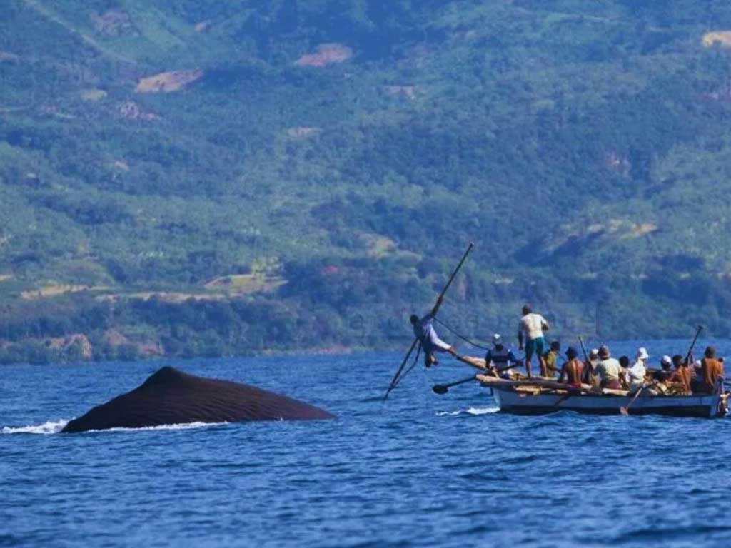 lembata-flores-balientdecken